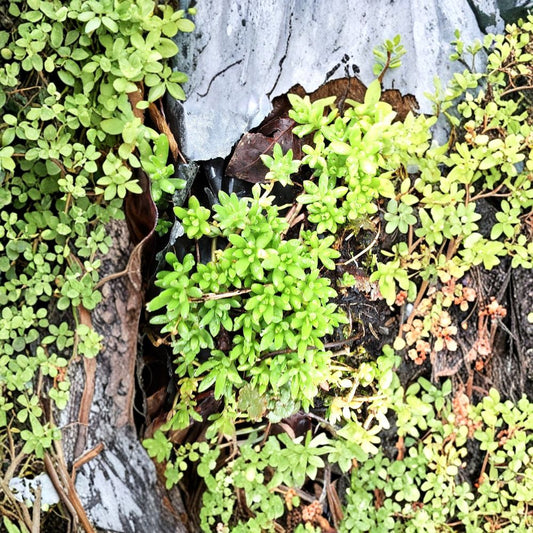 Sedum Sarmentosum Cuttings – 60 Pack Live Creeping Succulent | Fast Growing Ground Cover | Hardy Perennial | Indoor & Outdoor Garden Plant