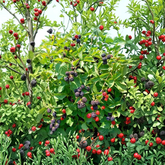 Triple Crown Thornless Blackberry Plants – Set of 6 Live Starter Plants | 4–10 Inches Tall | Sweet Juicy Berry Bush | High Yield Garden Fruit Plant