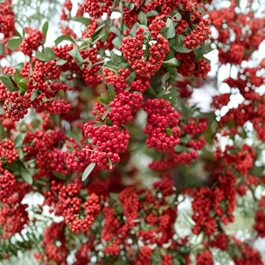 Scarlet Firethorn Cuttings Set of 5 | Pyracantha Coccinea | Rare Berry Shrub | Fast Growing Hedge Plant | No Pot
