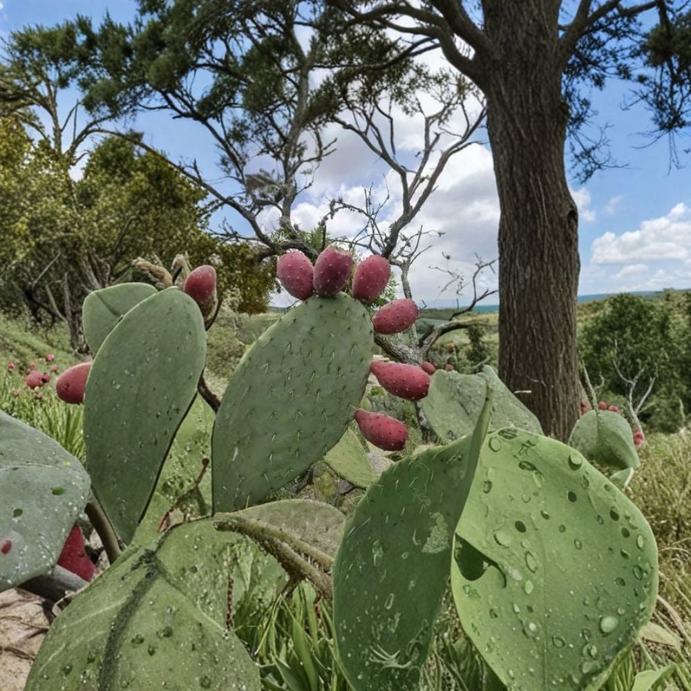 Red Fruit Prickly Pear – Nopal Tunero Rojo 15 Seeds | Sweet Edible Cactus | Perennial Variety  Opuntia Cactus Seeds | Desert Garden Plant | Full Sun Lover
