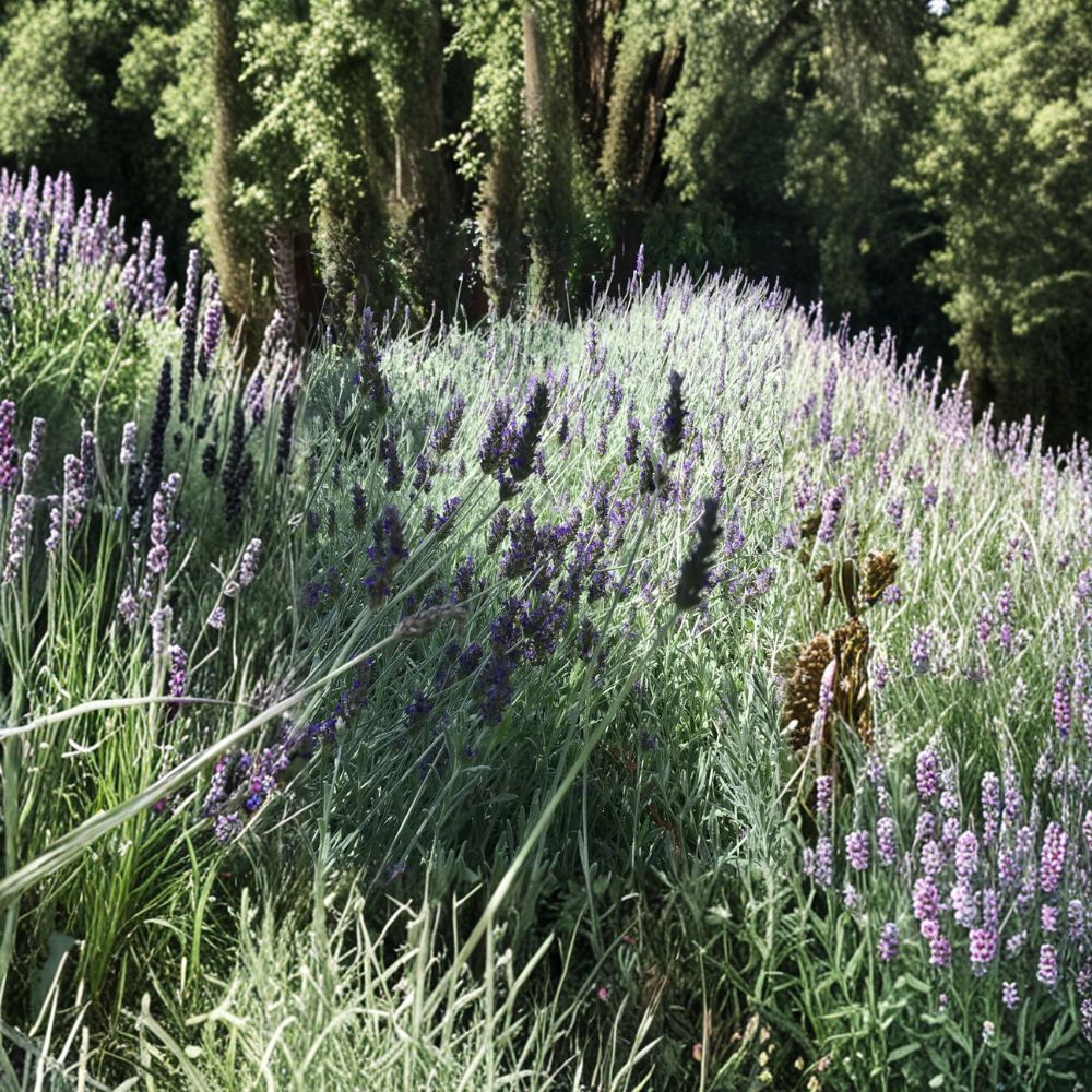 Lavender Cuttings – Organic English Lavender | 15 Fresh 6 Inch Cuttings | California Grown | Fragrant Herb Plant | Easy to Root