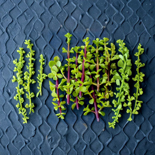 Elephant Food Succulent Cuttings – 20+ Portulacaria Afra | 5–6 Inch Live Cuttings | Easy Beginner Plant | Fast Growing Jade Alternative | Free Shipping