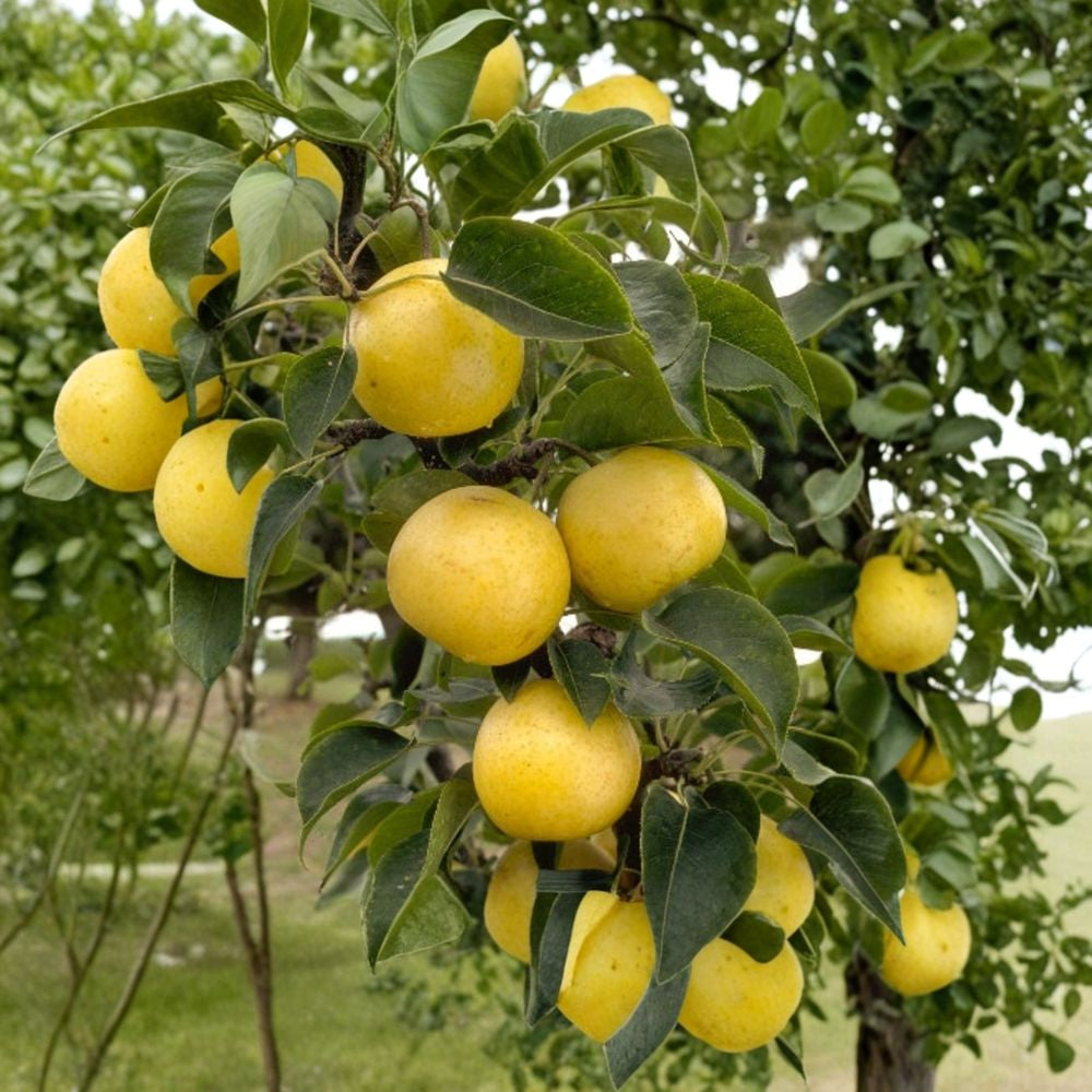 20th Century Asian Pear – Pyrus pyrifolia Live Fruit Tree | 4 Feet Tall | Ships in 3 Gallon Pot  Crisp Apple-Pear Flavor | Juicy Yellow-Green Fruit | Backyard Orchard Tree