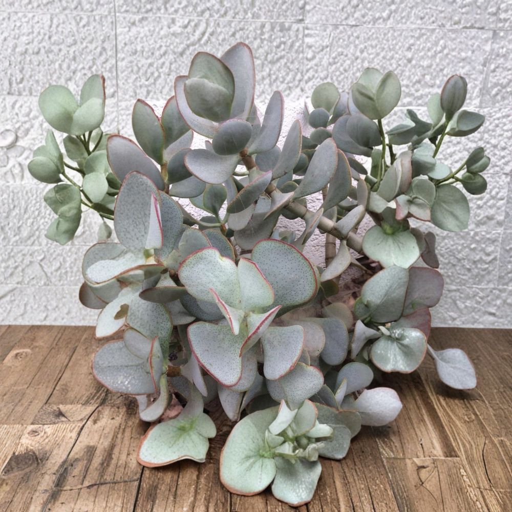 Crassula Arborescens Silver Dollar Cuttings – 3 Live Unrooted Succulent | 3–4 Inch Cuttings | Easy to Grow | Drought Tolerant Plant