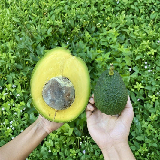 Marcus Pumpkin Avocado Cuttings – Persea americana Live Cuttings | Set of 5 | Premium Propagation Material | USDA Certified | Grow Your Own Avocado Tree