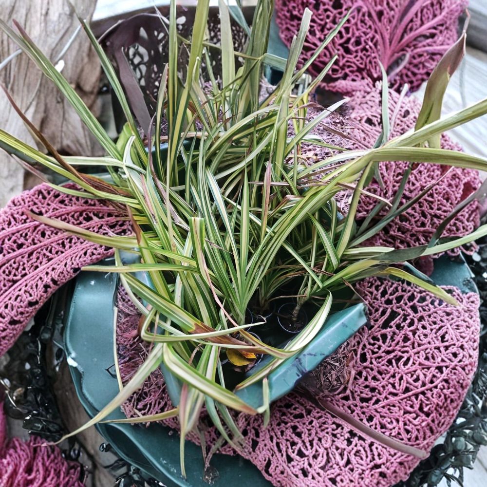 Pandanus Sanderi Variegated Plant | Dwarf Spineless Screw Pine | Golden Variegated Tropical Plant | Rare Indoor Outdoor Plant | No Pot