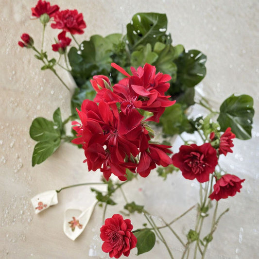 Red Geranium Cuttings – 6 Pack Organic Pelargonium | 5–8 Inch Flowering Plant | Easy Grow Garden & Indoor Plant