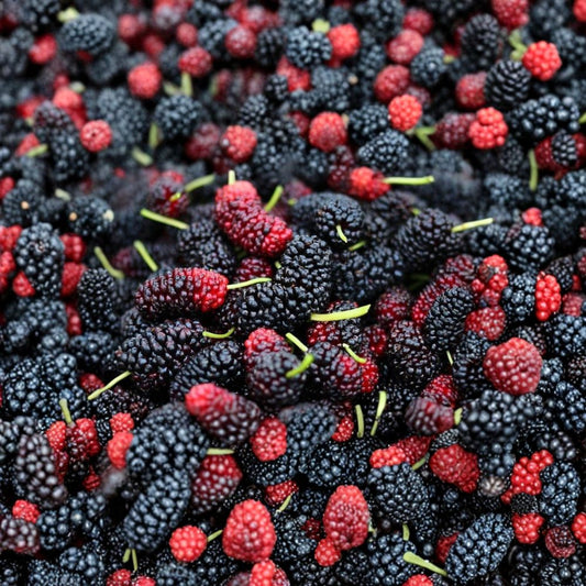 Mulberry Cuttings – Illinois Everbearing | 10 Dormant Cuttings 4–6 Inch | Fast Growing Fruit Tree | Sweet Berry Plant Starter | Easy Propagation