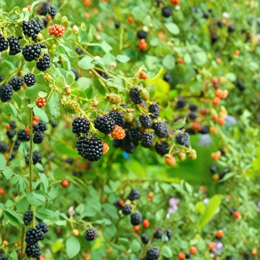 Wild Blackberry Plants – Rubus fruticosus Live Bare Root | Set of 3 Native Berry Bushes | Hardy Edible Garden Plant