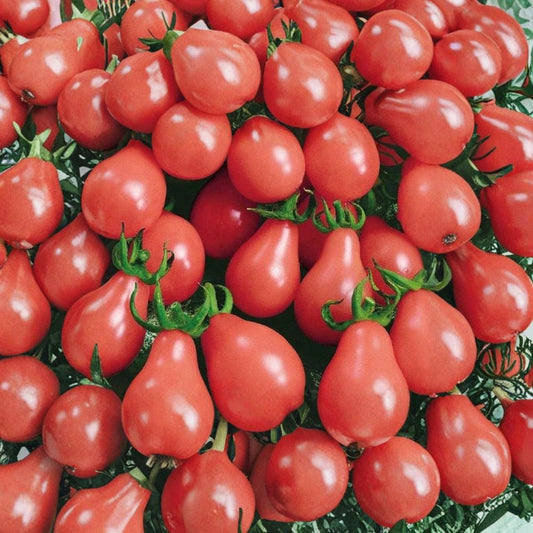 Pink Pear-Shaped Tomato – Heirloom Variety 40 Seeds | Non-GMO | Indeterminate Vine  Sweet Pink Tomato | Unique Pear Shape | Home Garden Favorite