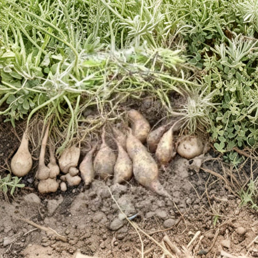 White Sweet Potato Slips Set of 10 | Live Cuttings Ready to Plant | Asian Sweet Potato Plants | Edible Greens & Root Crop | No Pot