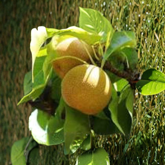 Shinseiki Asian Pear – Pyrus pyrifolia Live Fruit Tree | 2–3 Feet Tall | Ships in 3 Gallon Pot  Crisp Sweet Fruit | Smooth Yellow Skin | Backyard Orchard Tree