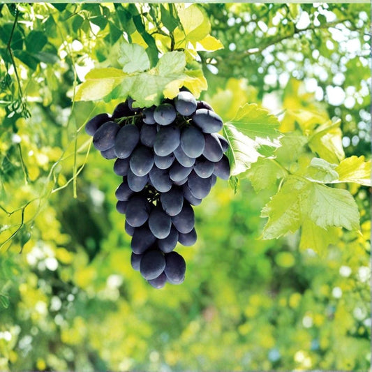 Mars Seedless Grape Cuttings – 3 Pack Vitis Vinifera | Cold Hardy Sweet Purple Grape Vine | Disease Resistant Fruit Plant