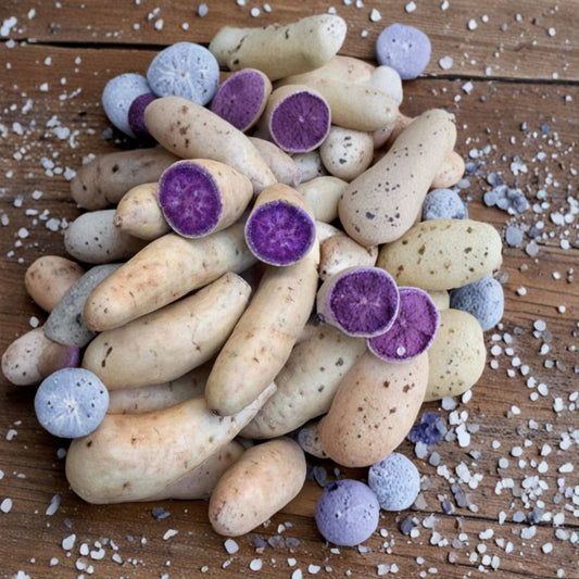Okinawa Purple Sweet Potato Slips – 10 Rooted Cuttings | Hawaiian Variety | Rare Edible Plant | Garden Starter | Easy to Grow