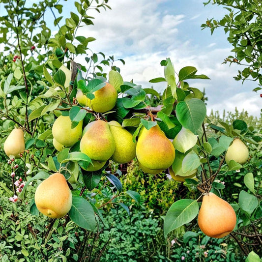 Pear Trees – Live Fruit Tree Set 2 Live Seedlings | 10 Inches Tall | Garden Ready  Backyard Orchard Starter | Deciduous Fruit Trees | Landscape Friendly