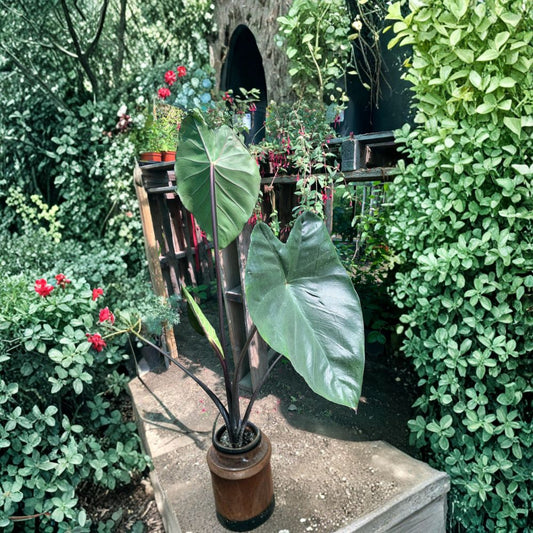 Colocasia esculenta ‘Fontanesii’ – Black Stem Taro Live Tropical Plant | 1–2 Feet Tall | Ships in 6” Pot  Dark Stems | Giant Elephant Ear Leaves | Bold Tropical Foliage