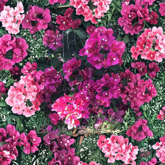 Bougainvillea Fuchsia Cuttings – 8 Pack 6–8 Inch | Vibrant Tropical Flowering Vine | Fast Growing Garden Plant
