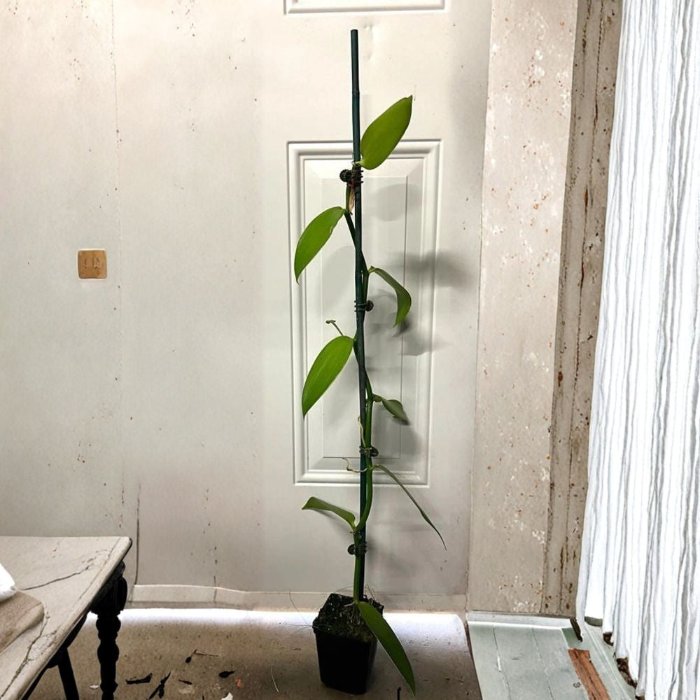 Vanilla Vine Orchid – Vanilla planifolia Live Orchid Vine | 1 Foot Tall | Shipped in 6 Inch Pot  Edible Vanilla Bean Plant | Tropical Climbing Orchid | Rare Houseplant