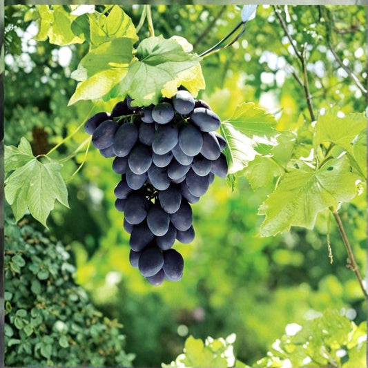 Mars Seedless Grape Cuttings Set of 3 | Purple Grape Vine | Cold Hardy Fruit Vine | Sweet Table Grapes | No Pot