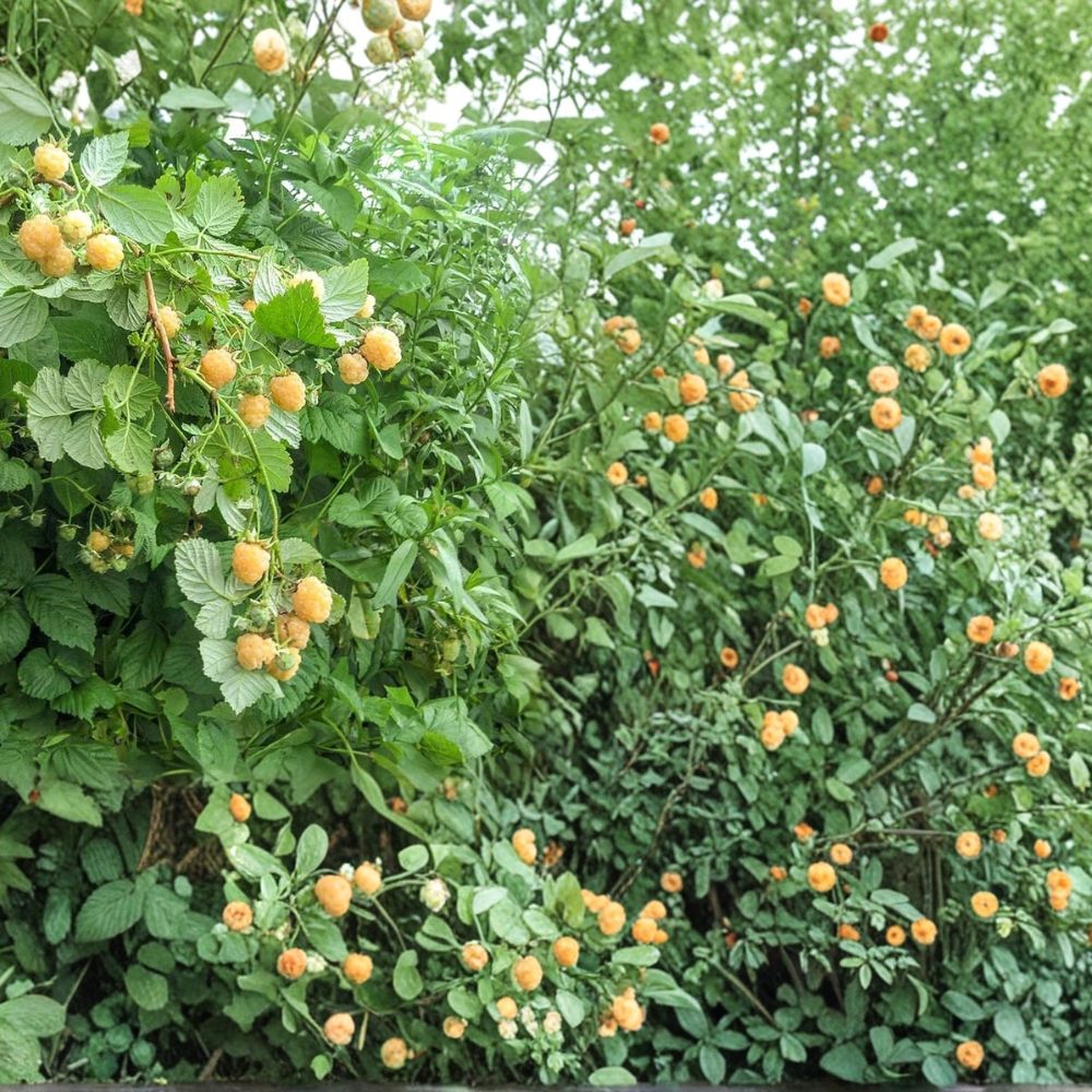 Fall Gold Raspberry Plants – Set of 5 Live Starter Plugs | Rubus idaeus Golden Raspberry | Sweet Everbearing Fruit Plants | Bare Root