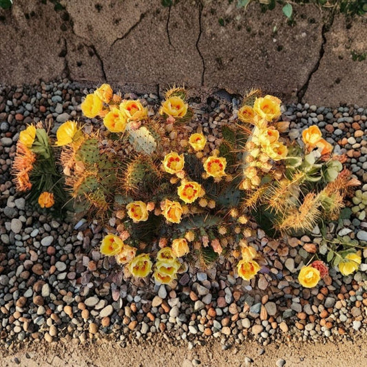 Opuntia x rooneyi – Rooney’s Prickly Pear 1 Live Pad Cutting | Rare Hybrid | 3–5.5 Inches  Collector Cactus | Full Sun Desert Plant | Ready to Root