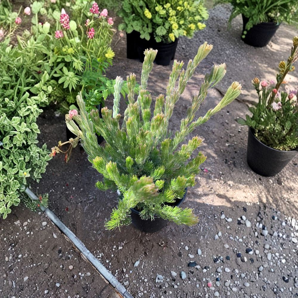 Woolly Bush – Adenanthos sericeus Live Evergreen Shrub | Ships in 1 Gallon Pot | Silvery Foliage  Soft Silky Leaves | Drought Tolerant | Unique Landscape Accent
