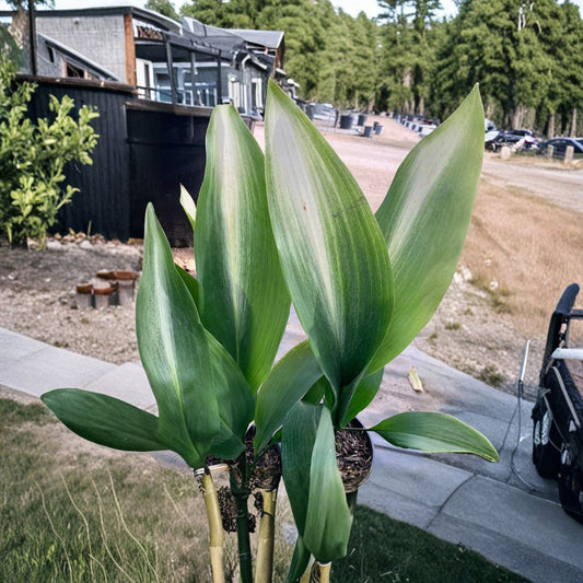 Cast Iron Plant Variegated ‘Asahi’ – Aspidistra elatior Live Foliage Plant | 1–2 Feet Tall | Shipped in 1 Gallon Pot  Hardy Low Light Plant | White Variegated Leaves | Easy Care Houseplant