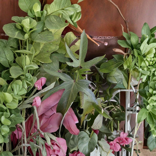 Okinawa Purple Sweet Potato Slips – 10 Rooted Cuttings | Hawaiian Purple Sweet Potato Plants | Rare Edible Garden Starter