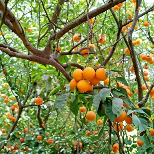 Navel Orange Tree Scion Cuttings Set of 4 | Citrus Sinensis Grafting Wood 6–8 Inch | Fruit Tree Propagation | Fresh Cut | No Pot