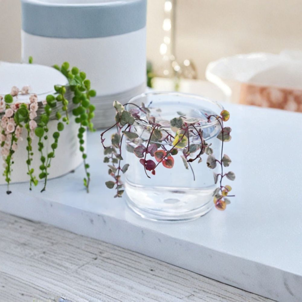 Variegated String of Hearts Cuttings – 4 Ceropegia Woodii | Trailing Succulent Vine | Easy Propagation | Rare Houseplant | No Pot