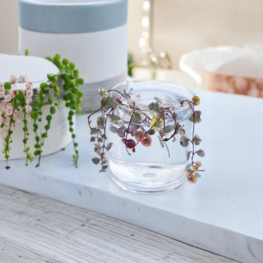 Variegated String of Hearts Cuttings – 4 Ceropegia Woodii | Trailing Succulent Vine | Easy Propagation | Rare Houseplant | No Pot