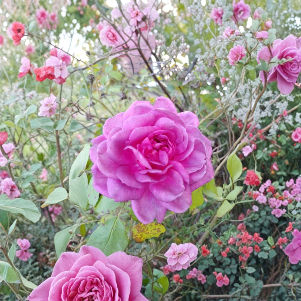 Lavender Crush Rose Cuttings – 3 Live Unrooted 4–6 Inch Stems | Fragrant Edible Rose | Jelly & Tea Use | Garden Climbing Rose