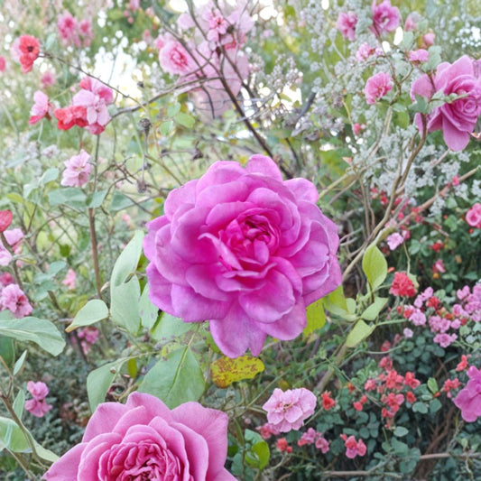 Lavender Crush Rose Cuttings – 3 Live Unrooted 4–6 Inch Stems | Fragrant Edible Rose | Jelly & Tea Use | Garden Climbing Rose