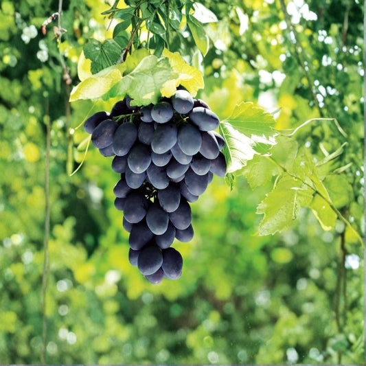 Mars Seedless Grape Cuttings Set of 3 | Vitis Vinifera Hybrid | Hardy Grape Vine Propagation | Fruit Vine Starter | No Pot