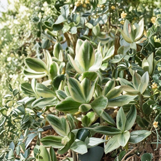 Variegated Jade Plant Cuttings Set of 3 | Crassula Ovata Variegata | Money Plant Succulent | Easy Care Indoor Plant | No Pot