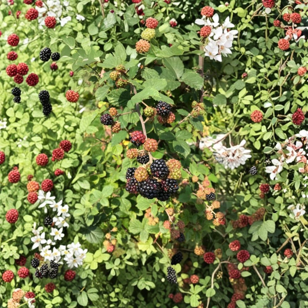 Von Thornless Blackberry Plants – Set of 2 Live Plants | 4–6 Inch Starter Plants | Sweet Black Fruit Variety | Soil Root Balls No Pot | Easy Backyard Berry Plant