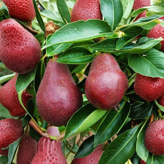 Red Bartlett Pear Tree – Pyrus communis Live Fruit Tree | 3–4 Feet Tall | Includes 3 Gallon Nursery Pot  Sweet Juicy Pears | Bigger Trunk | Classic Orchard Favorite