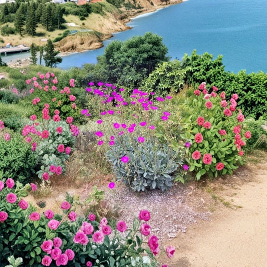 Rock Purslane – Calandrinia Spectabilis Cuttings | 15 Fresh 6–8 Inch Cuttings | Magenta Purple Blooms | Drought Tolerant Flowering Plant