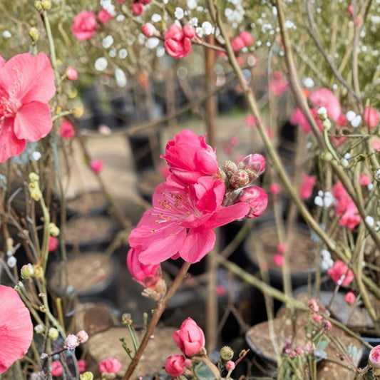 Early Red Flowering Peach – Prunus persica Ornamental Tree | 3–4 Feet Tall | Includes 3 Gallon Nursery Pot  Double Red Blooms | Bigger Trunk | Brilliant Early Spring Color