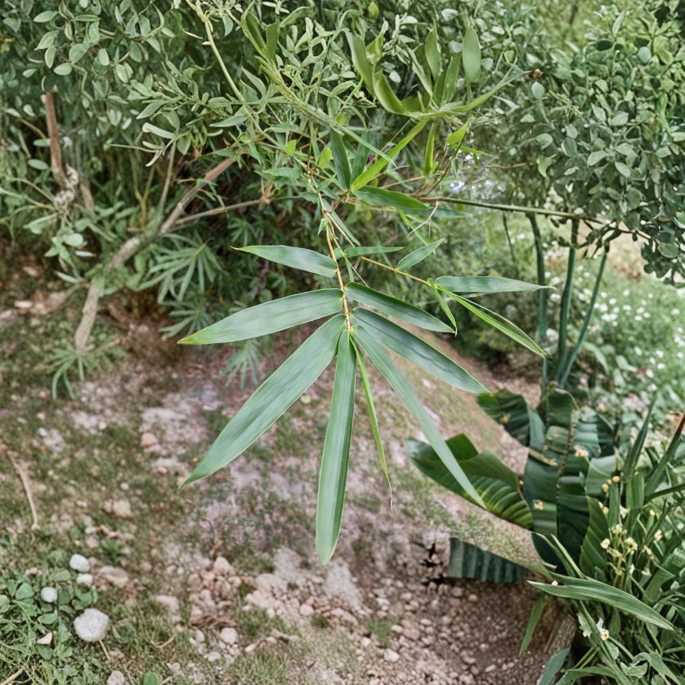Bambusa Multiplex Bamboo Plant – Rooted Cutting 8–12 Inch | Green Hedge Clumping Bamboo | Non Invasive Privacy Screen | Live Bamboo Starter