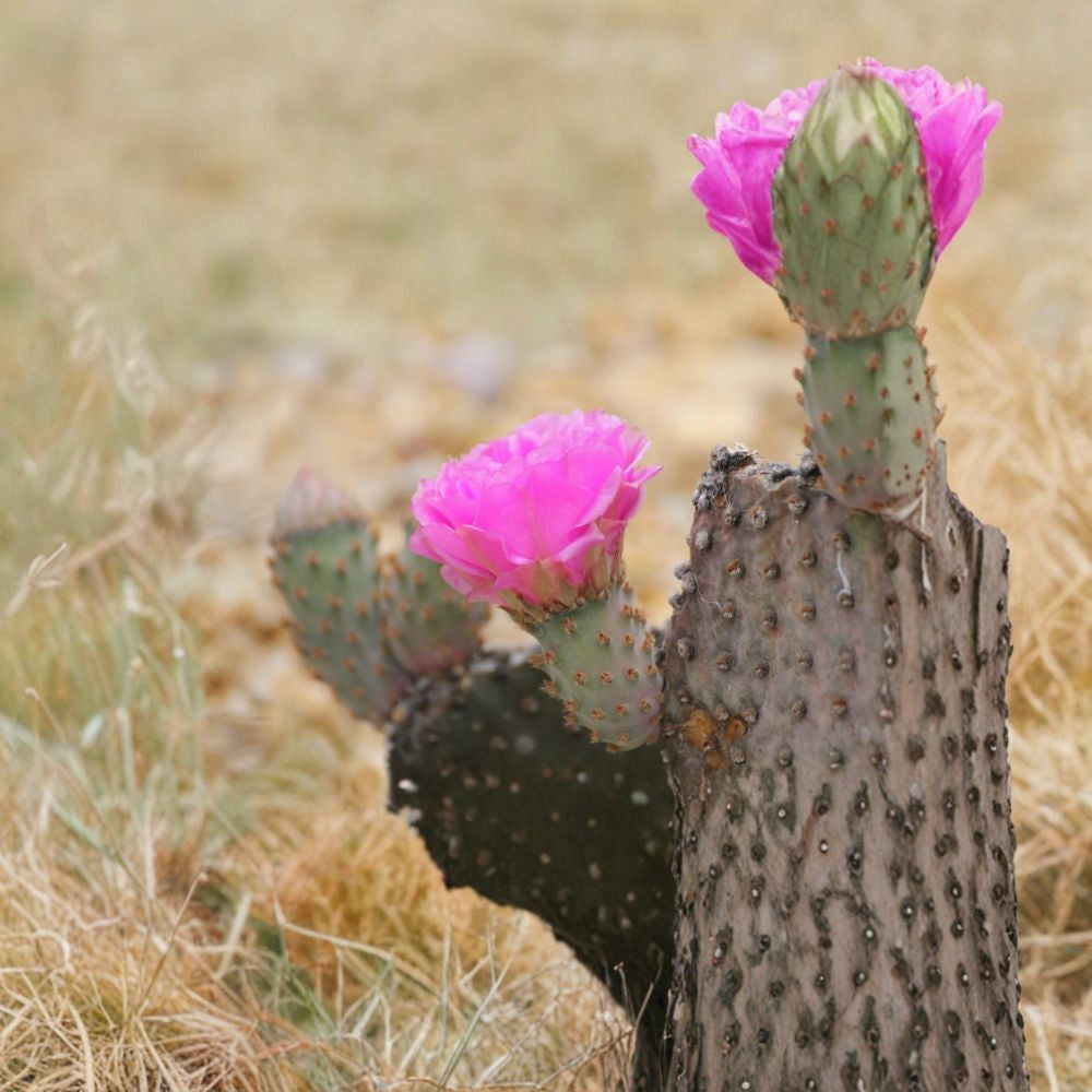 Opuntia basilaris – Beavertail Prickly Pear 1 Fresh Pad Cutting | Blue-Gray Cactus | Ready to Root  Southwestern Native | Magenta Blooming Cactus | Drought Tolerant