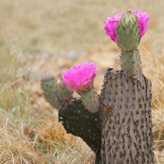 Opuntia basilaris – Beavertail Prickly Pear 1 Fresh Pad Cutting | Blue-Gray Cactus | Ready to Root  Southwestern Native | Magenta Blooming Cactus | Drought Tolerant
