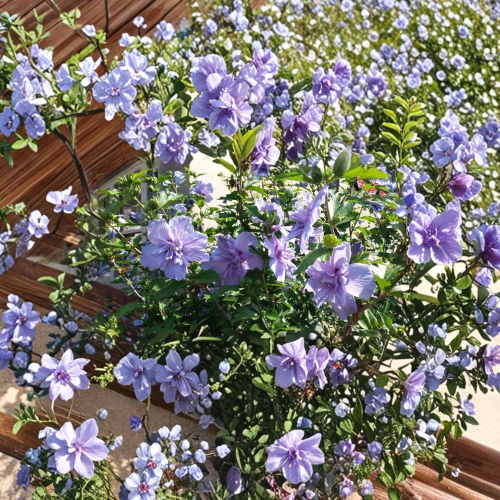 Rose of Sharon Cuttings Set of 10 | Double Purple Pink Hibiscus Syriacus | Hardy Flowering Shrub | Unrooted Cuttings | No Pot