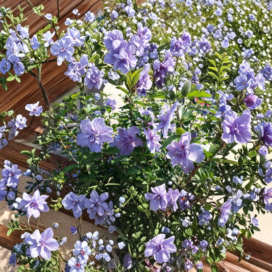 Rose of Sharon Cuttings Set of 10 | Double Purple Pink Hibiscus Syriacus | Hardy Flowering Shrub | Unrooted Cuttings | No Pot