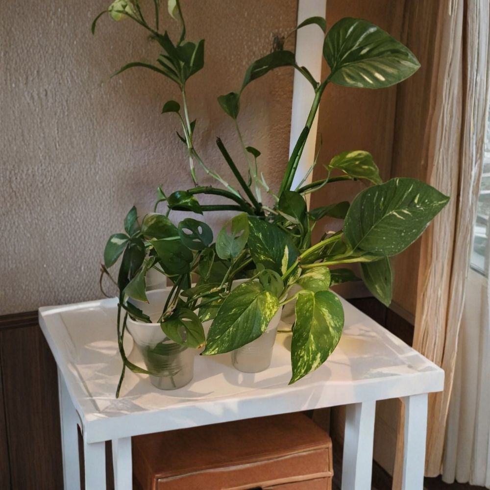 Golden Pothos Starter Plants – Epipremnum aureum Rooted Cuttings | Set of 6 | Indoor Houseplant | Air Purifying | Easy to Grow