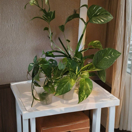 Golden Pothos Starter Plants – Epipremnum aureum Rooted Cuttings | Set of 6 | Indoor Houseplant | Air Purifying | Easy to Grow