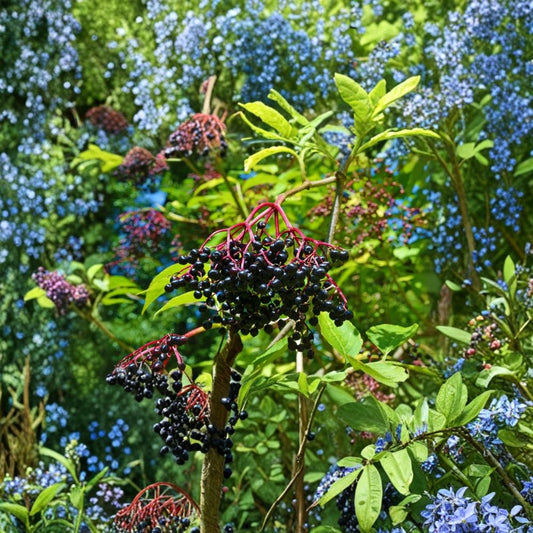 Elderberry Cuttings – 5 Sambucus Canadensis 6–10 Inch | Edible Berry Shrub | Hardy Fruit Plant | Easy Propagation | Ready to Grow