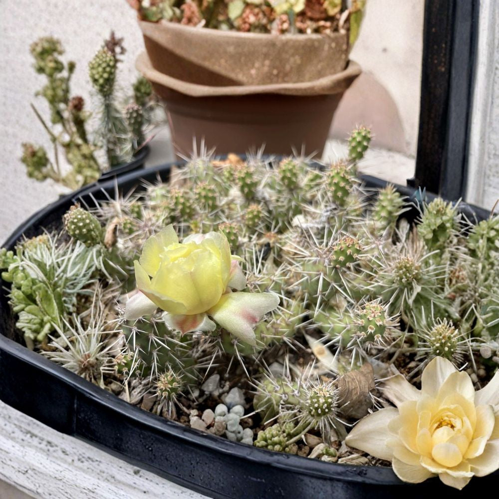 Opuntia fragilis ‘SLC’ – Brittle Prickly Pear 2 Unrooted Cuttings | 1–2 Inch Pads | Zone 4 Hardy  Cold Hardy Cactus | Spiny Mini Opuntia | Clumping Desert Plant