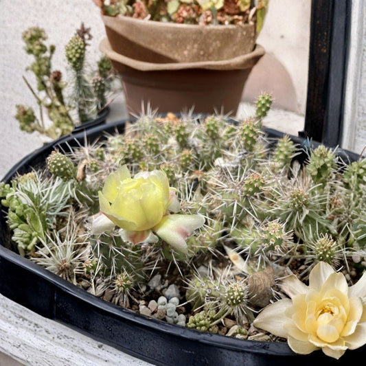 Opuntia fragilis ‘SLC’ – Brittle Prickly Pear 2 Unrooted Cuttings | 1–2 Inch Pads | Zone 4 Hardy  Cold Hardy Cactus | Spiny Mini Opuntia | Clumping Desert Plant