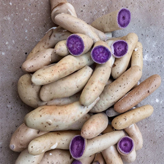 Okinawa Purple Sweet Potato Slips – 10 Rooted Cuttings | Ipomoea batatas | Edible Garden Starter | Vibrant Purple Flesh | Easy to Grow